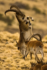 ibex